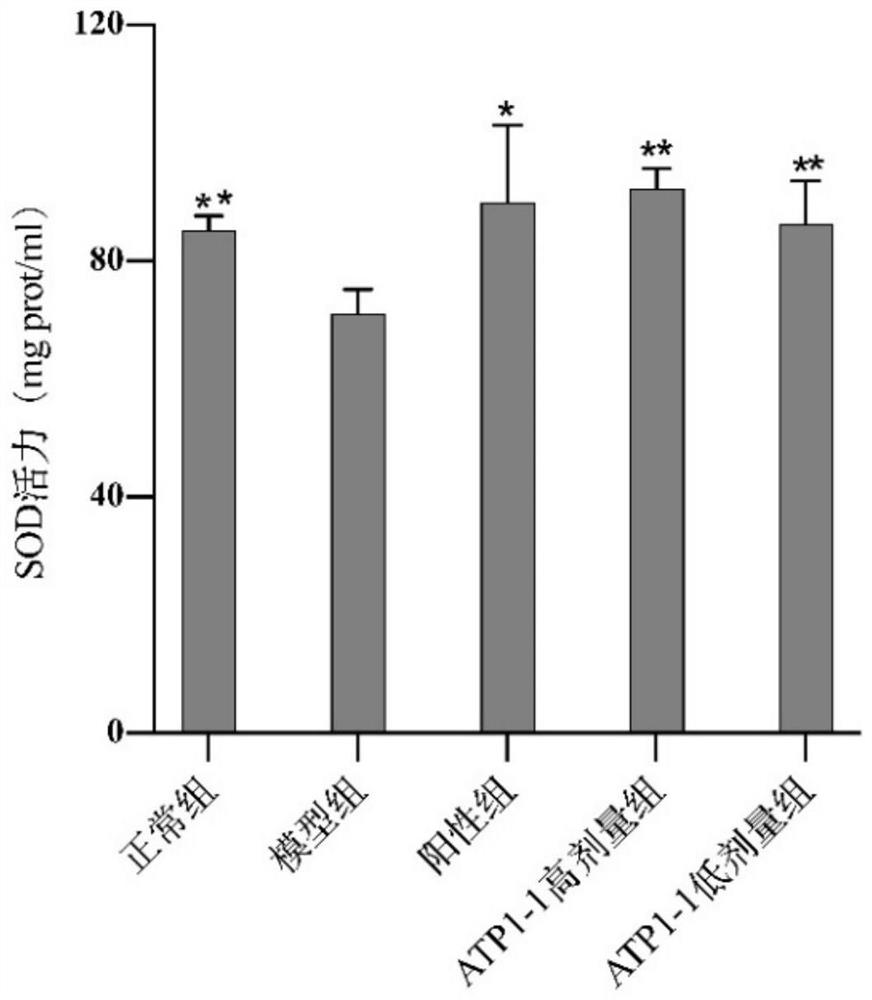 Lipid-lowering composition containing acanthopanax trifoliatus neutral polysaccharide ATP1-1 and preparation method of lipid-lowering composition