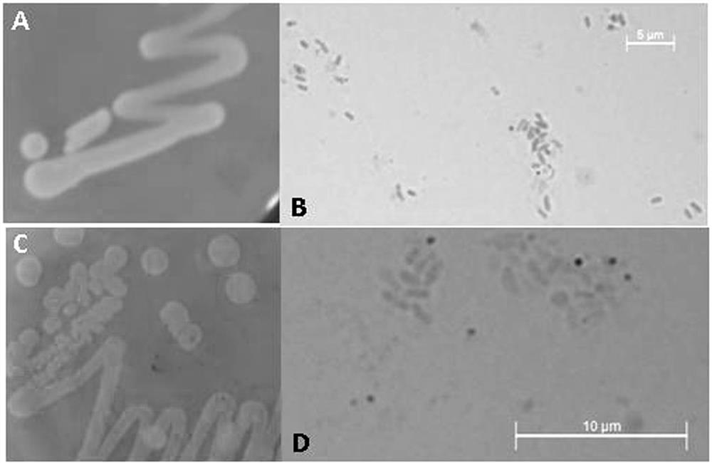 Astragalus growth-promoting endophytic bacteria and its growth-promoting method and application