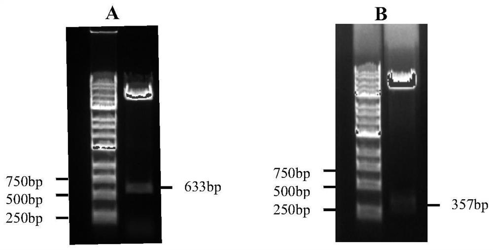 Cell strain for expressing HLA-G isomer standard protein with deletion of alpha1alpha2 structural domain and use thereof
