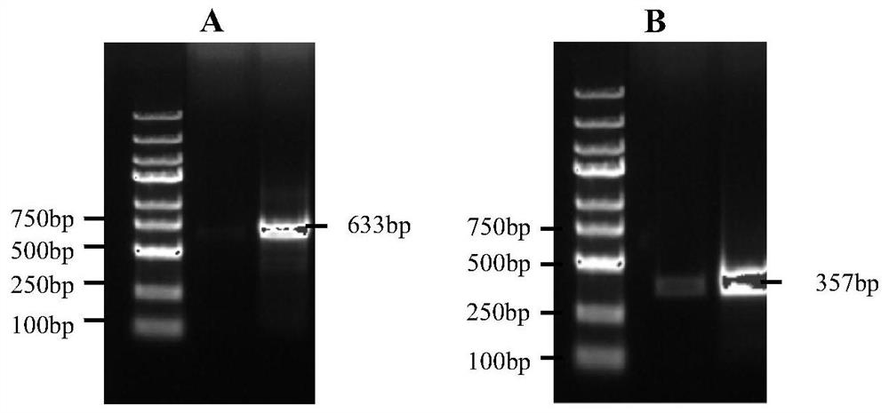 Cell strain for expressing HLA-G isomer standard protein with deletion of alpha1alpha2 structural domain and use thereof
