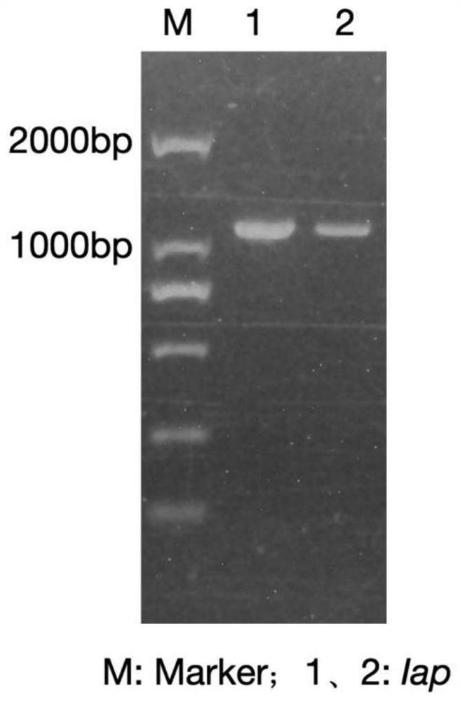 Hyphantria cunea Iap gene dsRNA, and bacterial expression liquid and application thereof