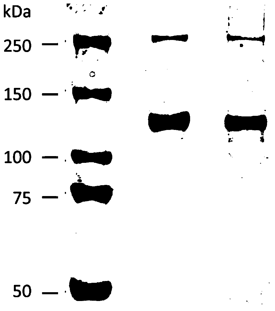 II-type collagen and hyaluronic acid composite gel solution and preparation method and application thereof