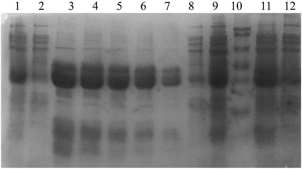 Mineralized foot-and-mouth disease virus like particle, preparation method and application thereof