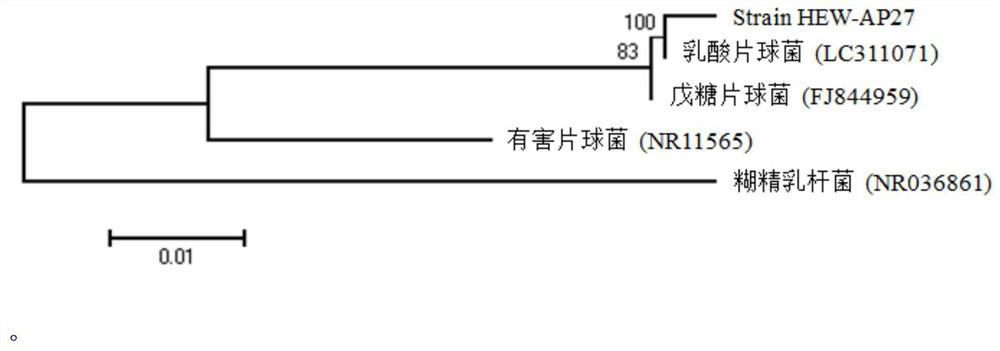 A strain of Pediococcus lactis hew-ap27 and its application