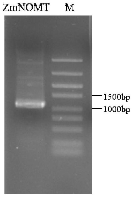 Corn naringenin methyltransferase gene ZmNOMT and application thereof in plant broad-spectrum disease resistance