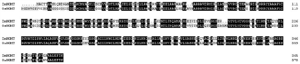 Corn naringenin methyltransferase gene ZmNOMT and application thereof in plant broad-spectrum disease resistance