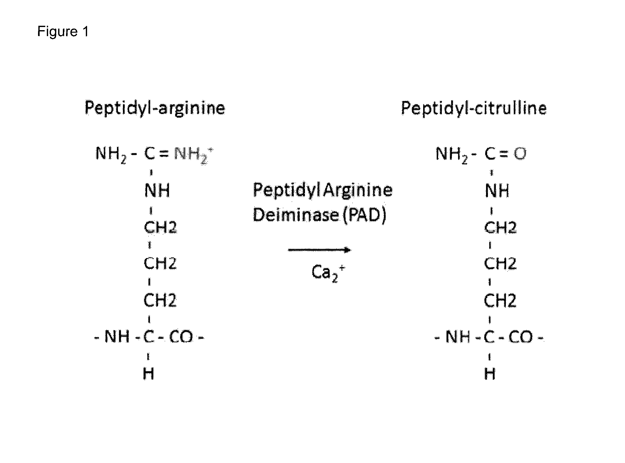 Citrullination-specific phage display