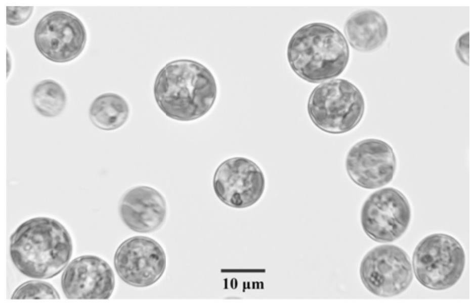 Widmannella terrestris with high yield of EPA grease and application of widmannella terrestris