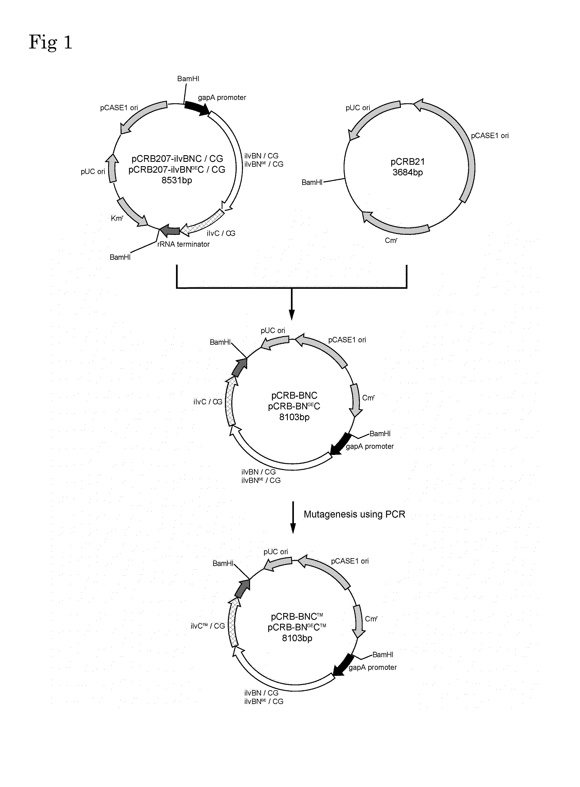 Coryneform Bacterium Transformant and Process for Producing Valine Using the Same