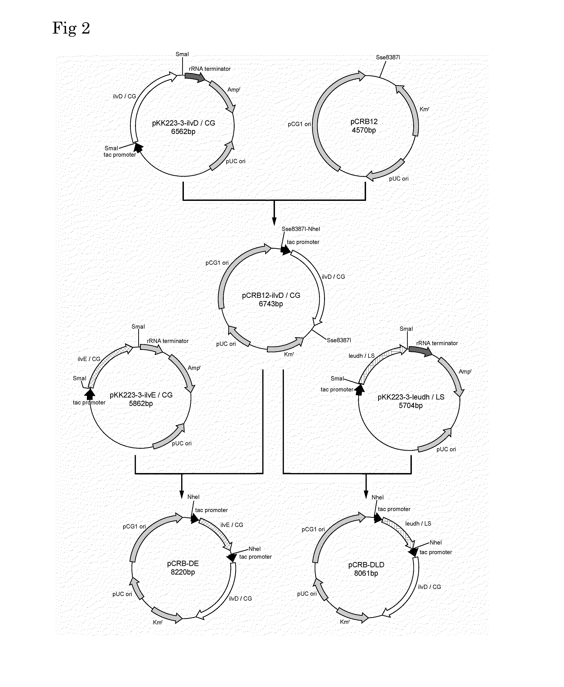 Coryneform Bacterium Transformant and Process for Producing Valine Using the Same