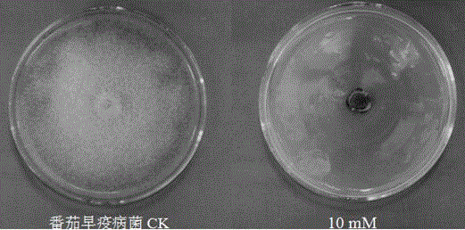 Application of denatonium benzoate in preparing bactericide for preventing and controlling plant diseases caused by phytopathogen