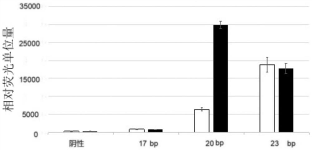 Modified crrna fragment and African swine fever virus kit