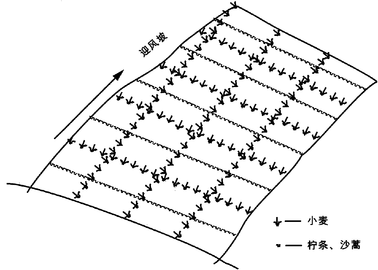 A method for setting wheat living sand barriers in mobile sand dunes