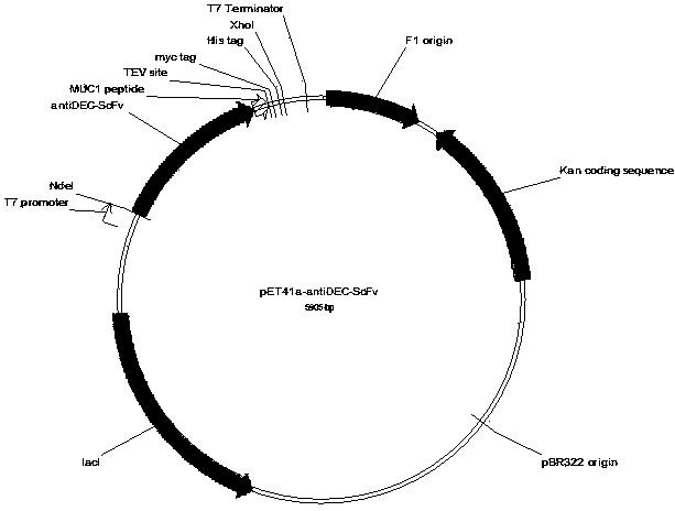 Method for loading tumor antigen peptide to dendritic cell (DC) in targeting manner