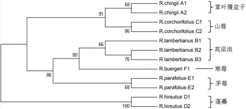 Method for identifying traditional she medicine Rubi Radix et Rhizoma original plant and congeneric similar confusable species thereof on the basis of ITS2 sequence gene fragments