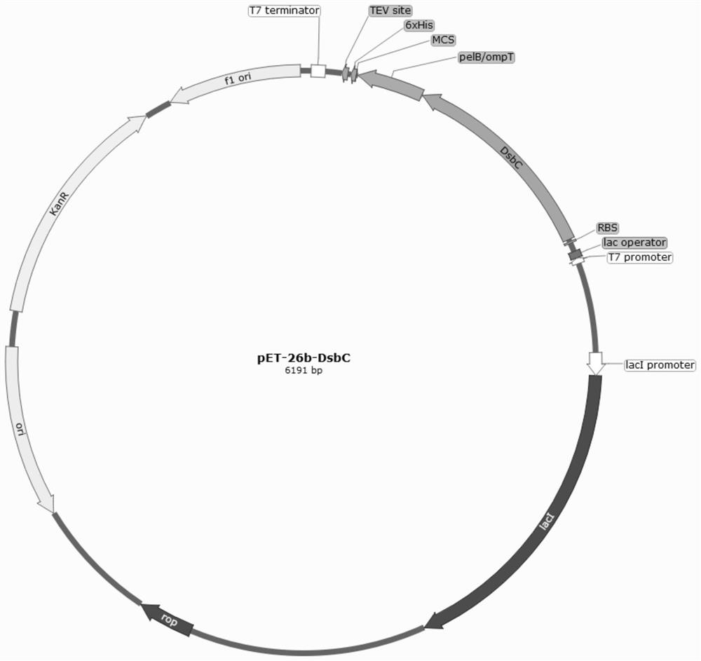 Plasmid for efficiently expressing polypeptide toxin as well as preparation method and application of plasmid