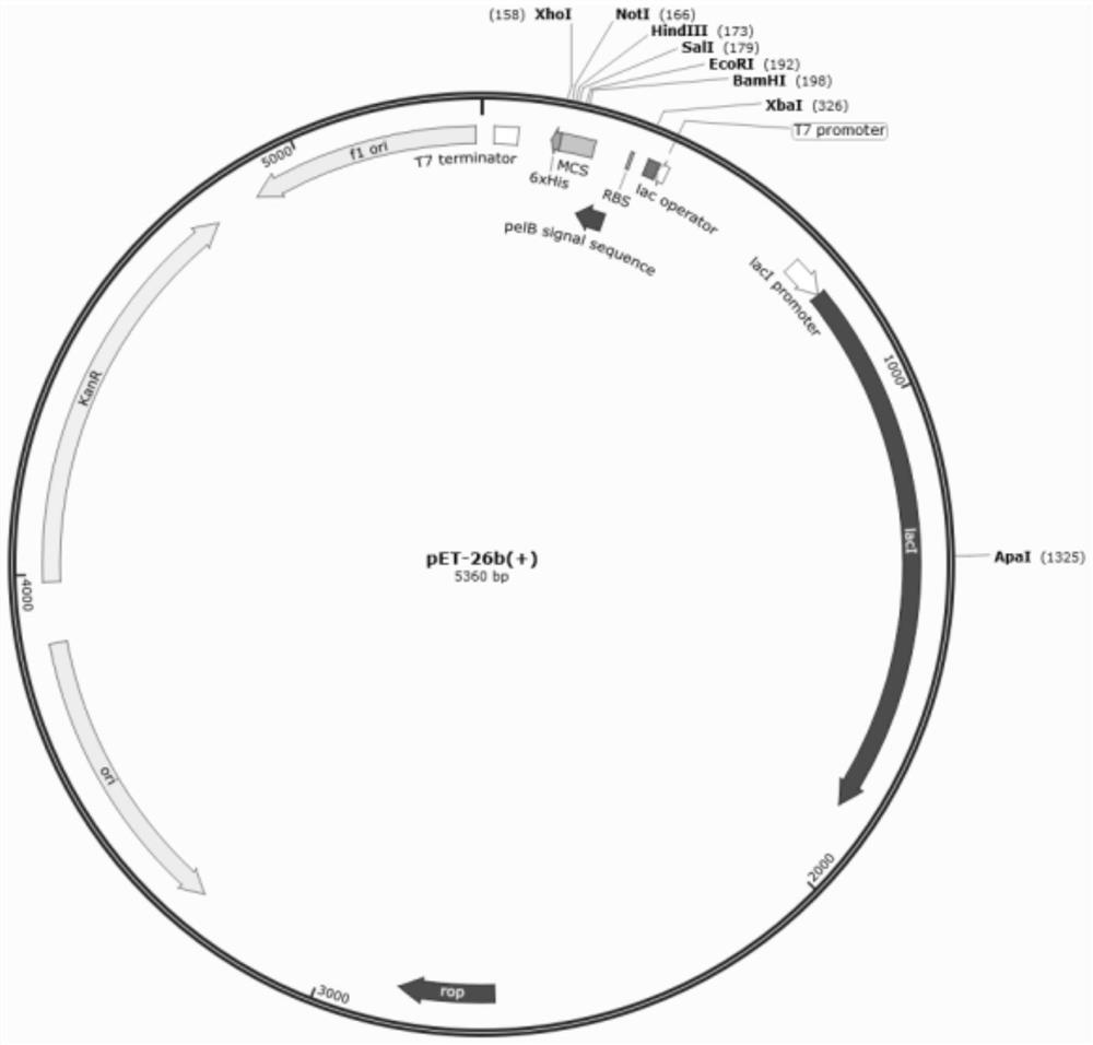 Plasmid for efficiently expressing polypeptide toxin as well as preparation method and application of plasmid