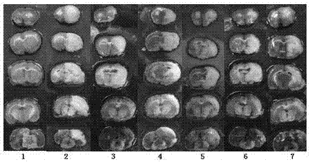 Muscone patch and preparation method and application thereof