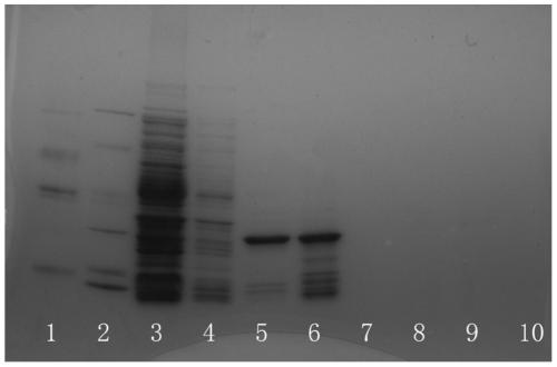 Apostichopus-japonicus glucan binding protein and preparation method and application thereof