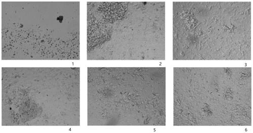 Apostichopus-japonicus glucan binding protein and preparation method and application thereof