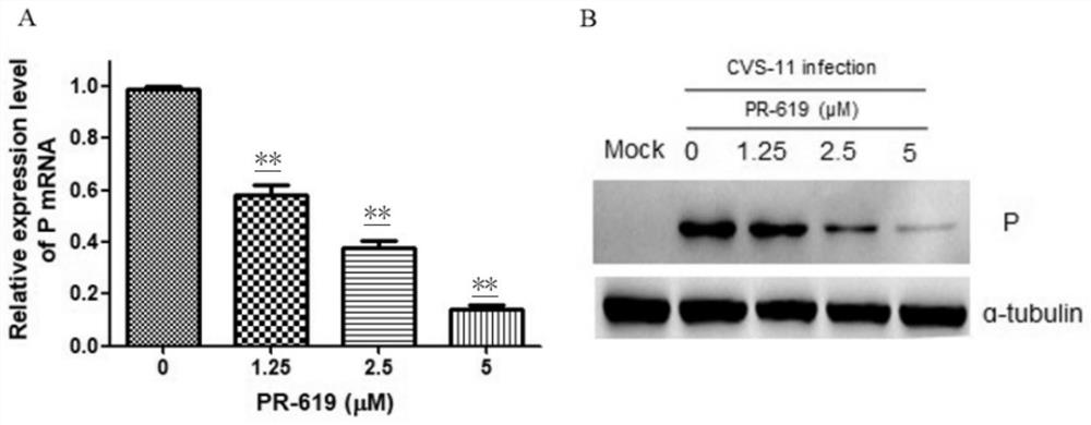 Application of deubiquitinating enzyme inhibitor in preparation of medicine for resisting rabies virus