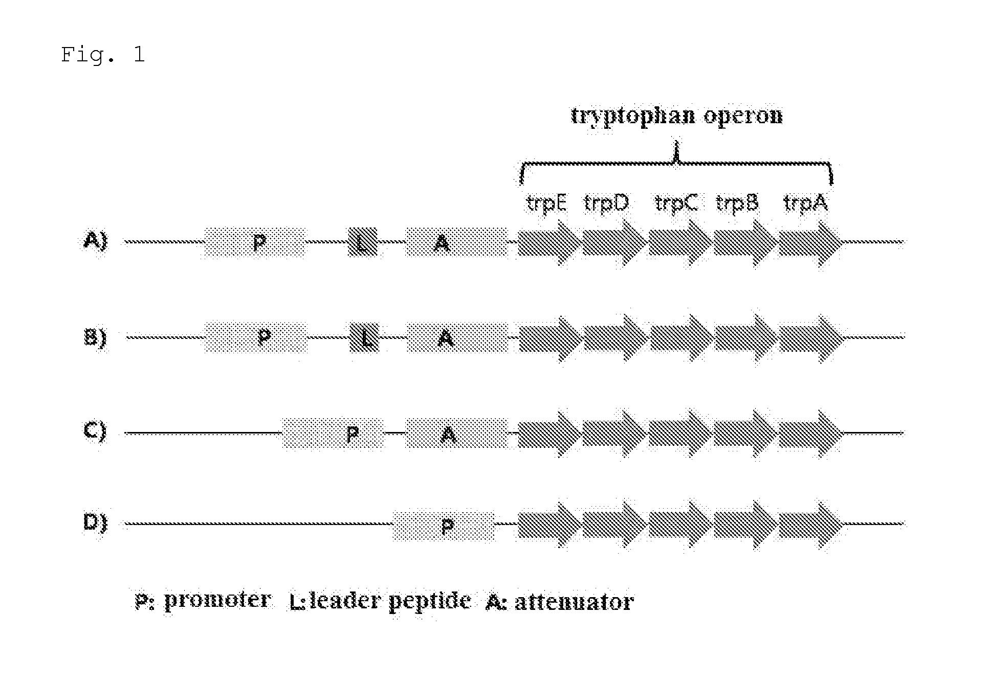 Microorganism of the Genus Escherichia Having Enhanced L-Tryptophan Productivity and a Method for Producing L-Tryptophan Using the Same