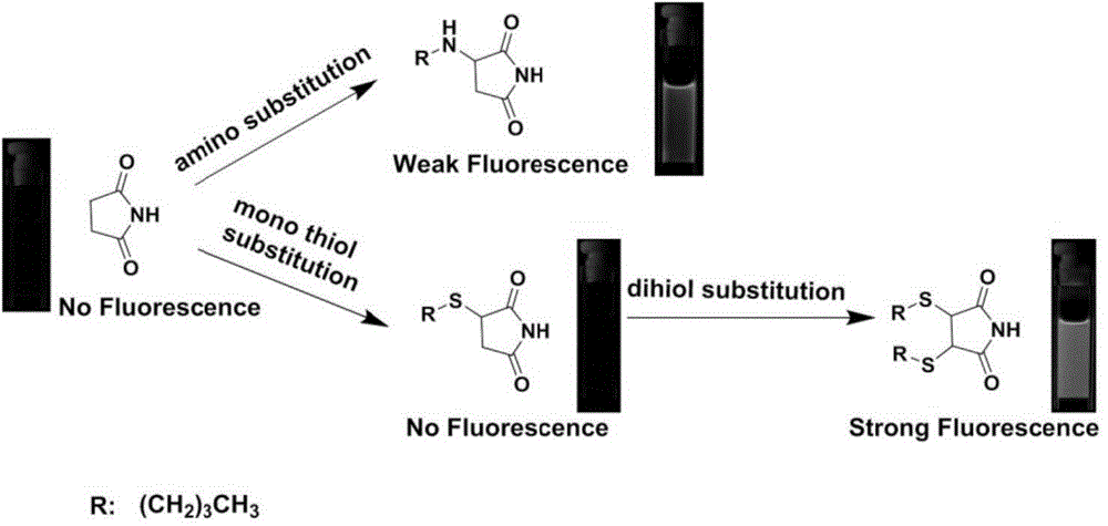 Preparation method and application of atypical fluorescent material succinimide derivative