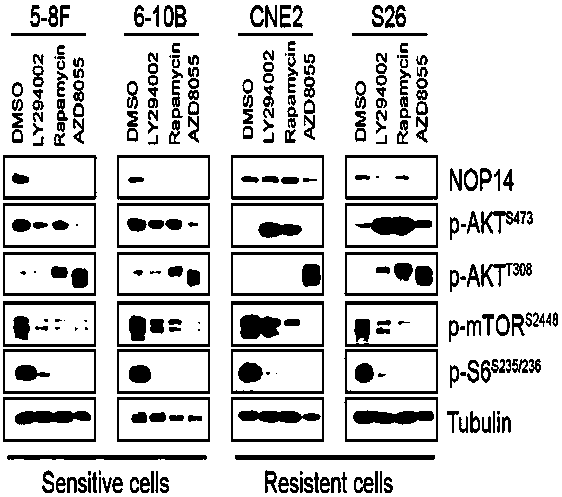 NOP14 gene and application of protein thereof as sensibility marker of tumor to mTOR inhibitor