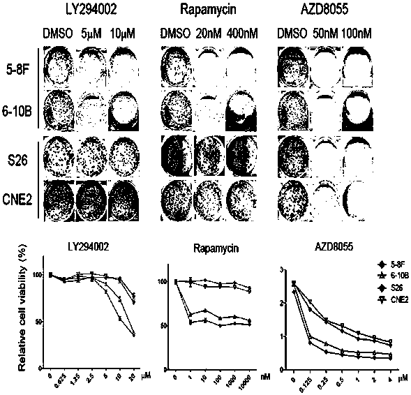 NOP14 gene and application of protein thereof as sensibility marker of tumor to mTOR inhibitor