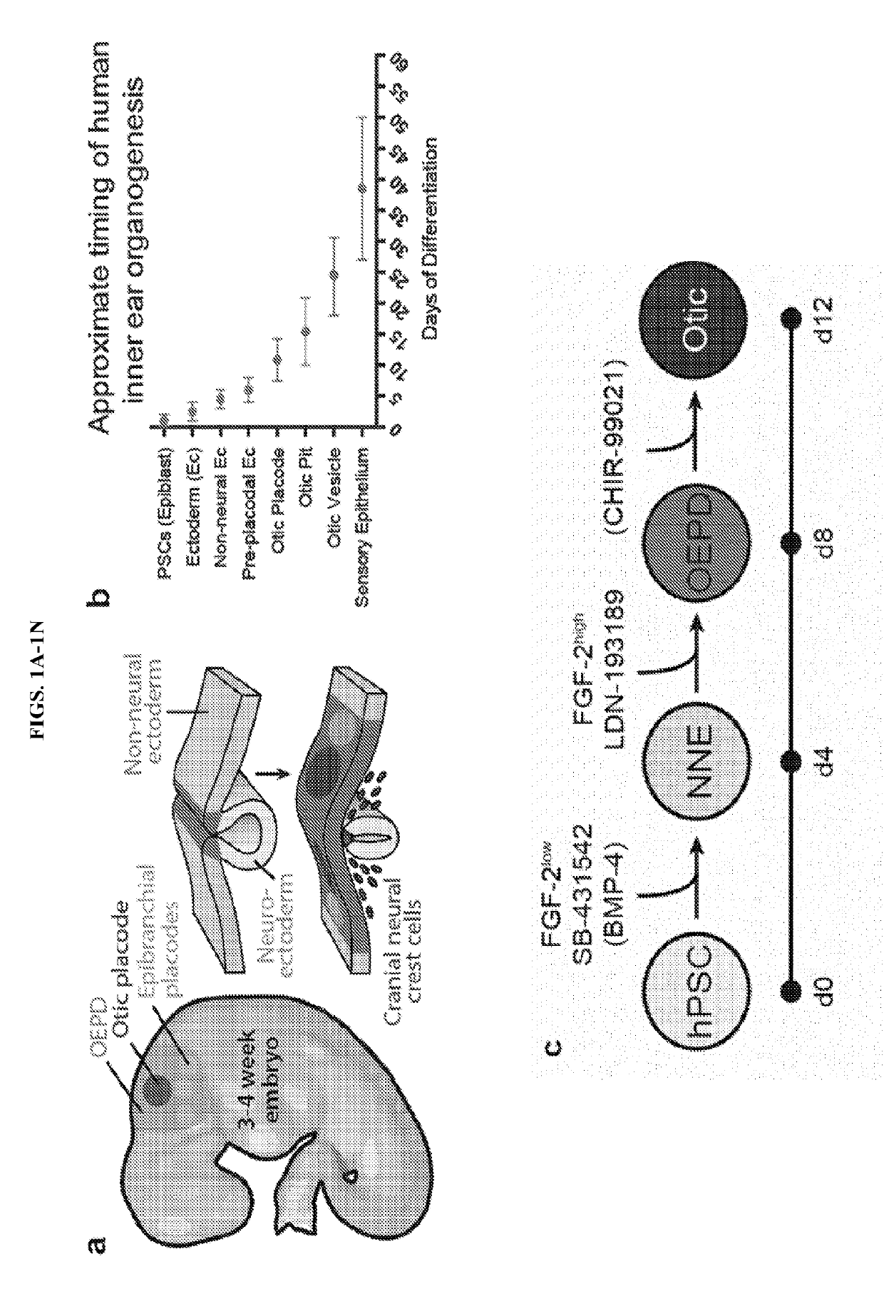Methods of generating human inner ear sensory epithelia and sensory neurons