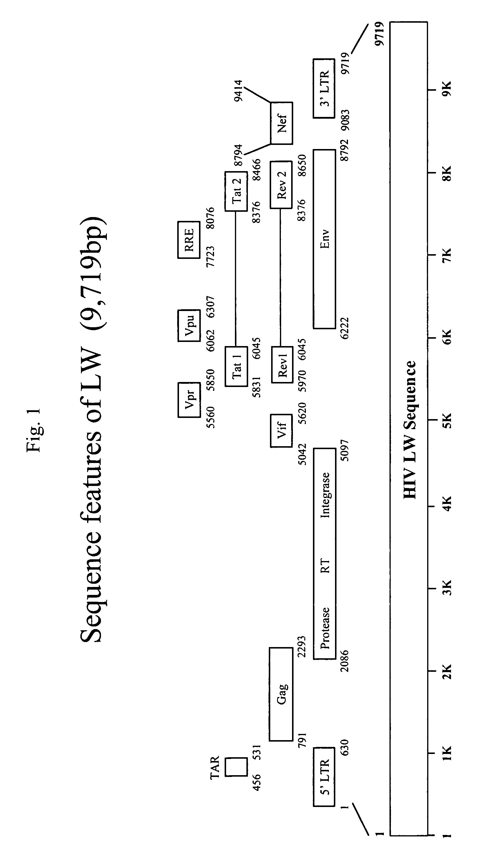 DNA composition and uses thereof