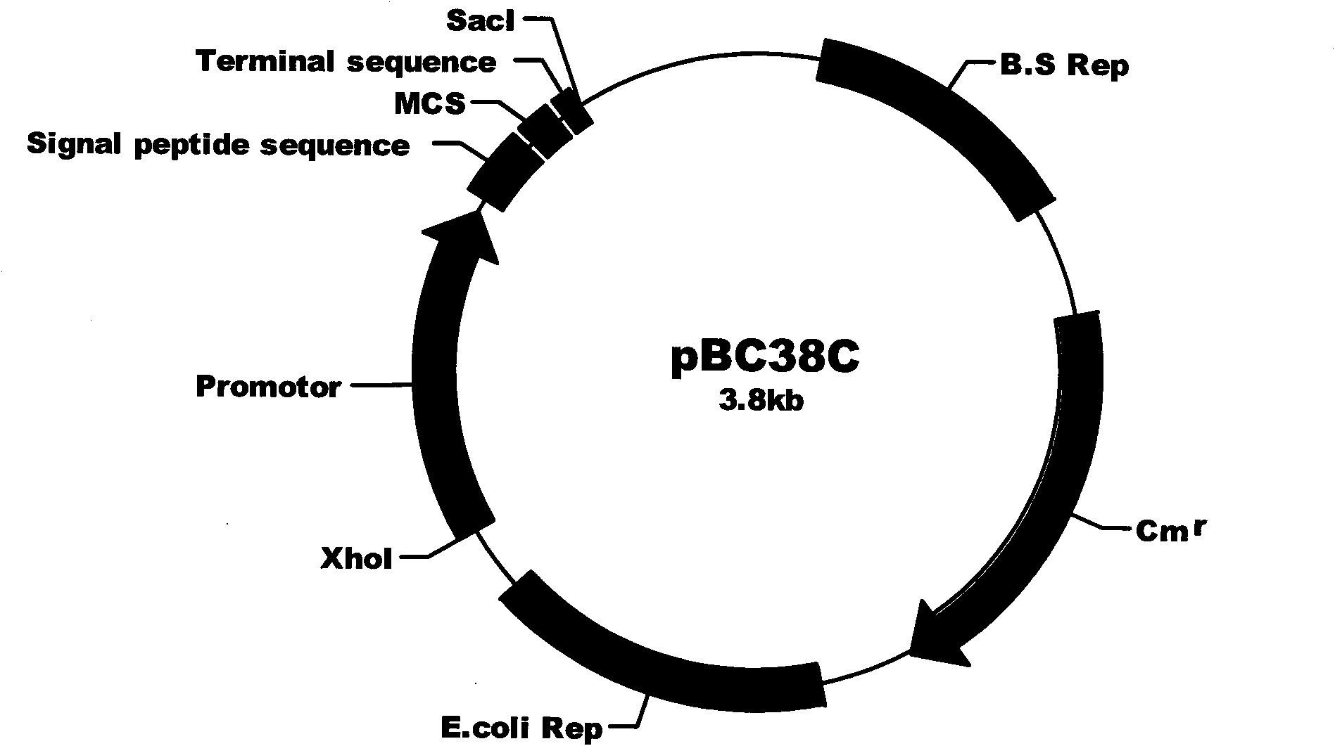 Recombined bacillus subtilis secretion type expression vector