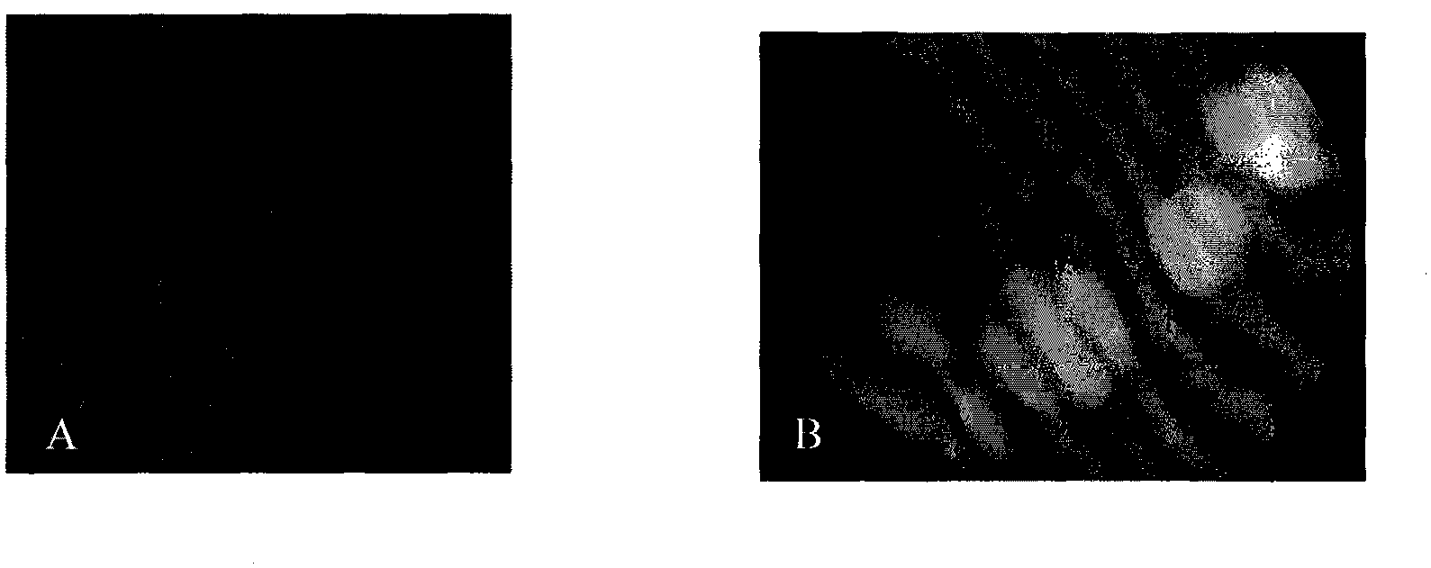 Recombined bacillus subtilis secretion type expression vector