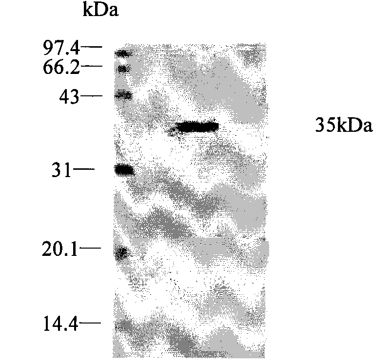 Recombined bacillus subtilis secretion type expression vector