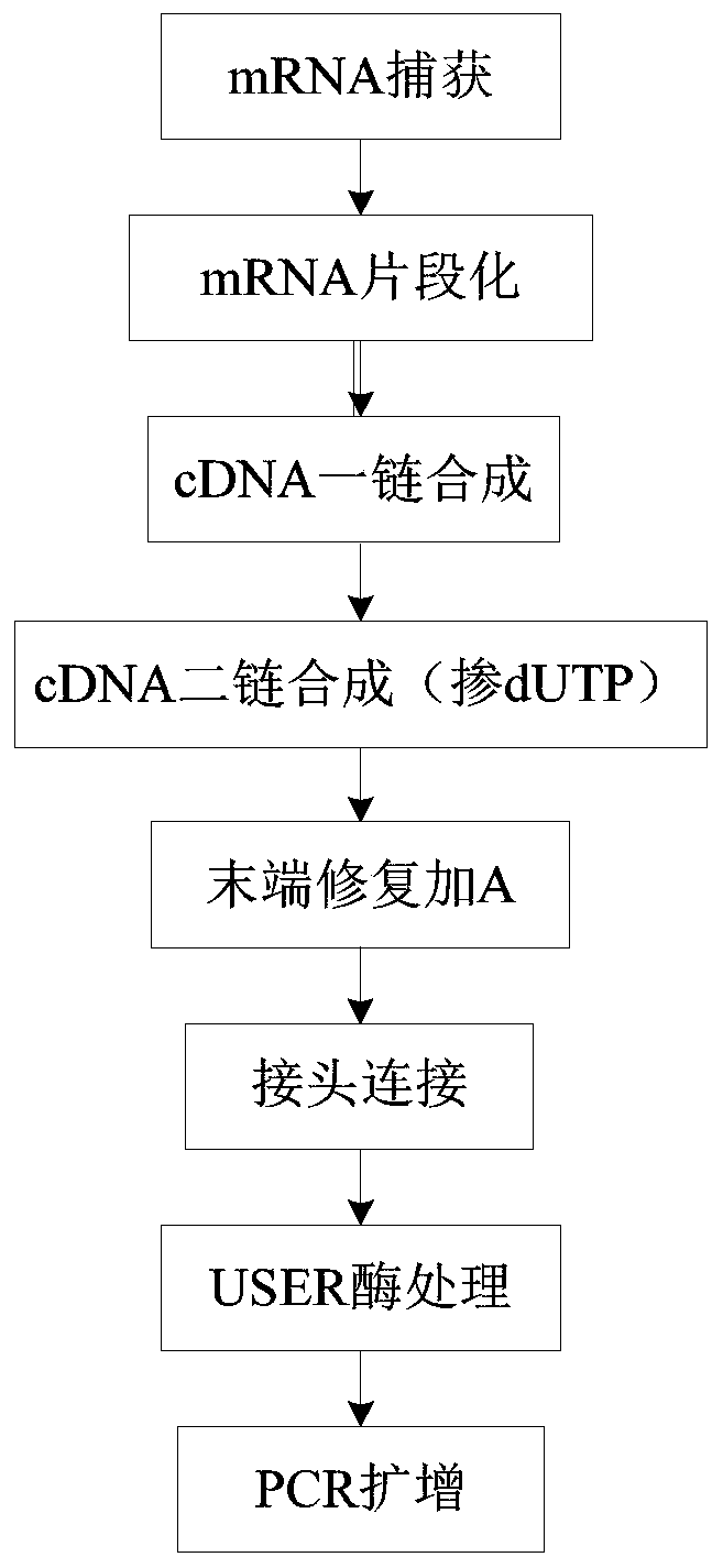 Method and kit for constructing mRNA chain specific library