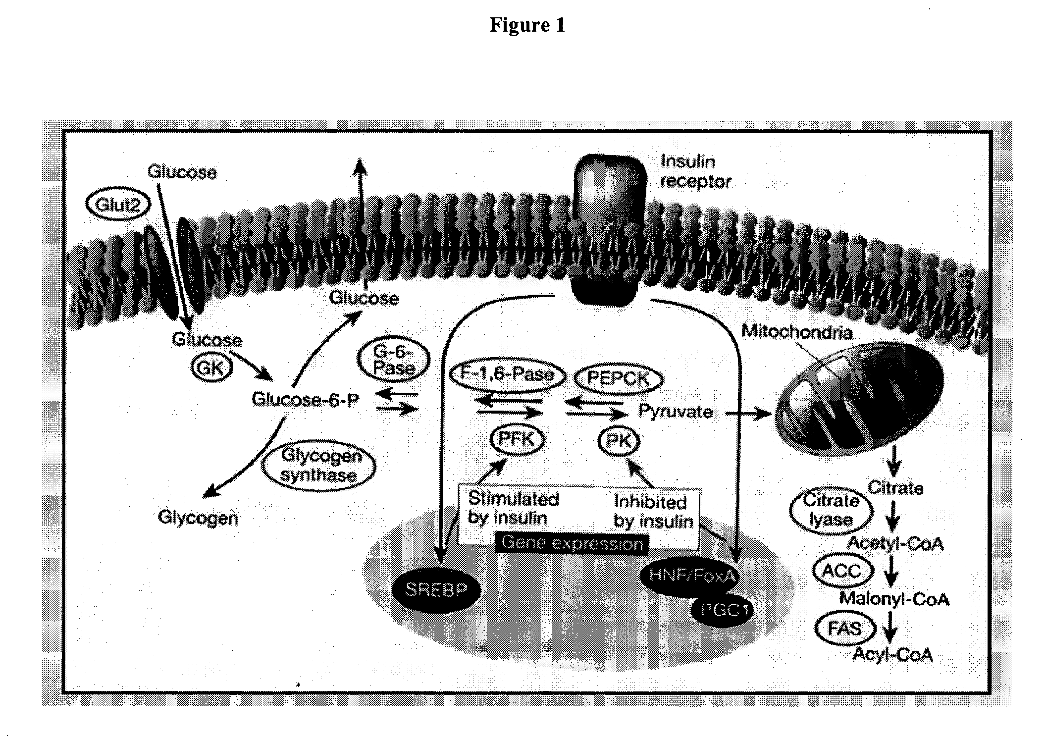 Inhibition of fatty acid synthesis by parp inhibitors and methods of treatment thereof