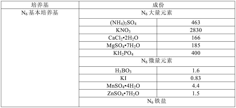 Method for rapidly obtaining stable homozygous nitrogen efficient material by using hybrid F1-generation microspore culture