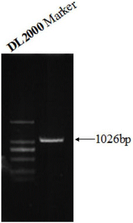 ZB (zebrafish) transposon system and gene transfer method mediated by same