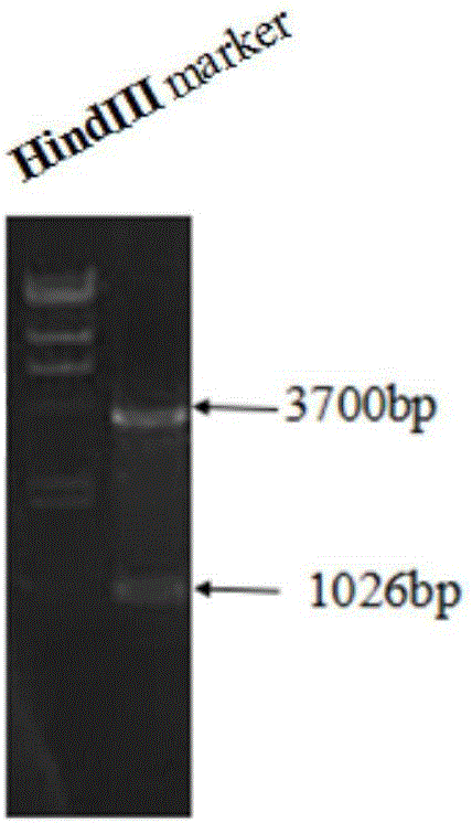 ZB (zebrafish) transposon system and gene transfer method mediated by same