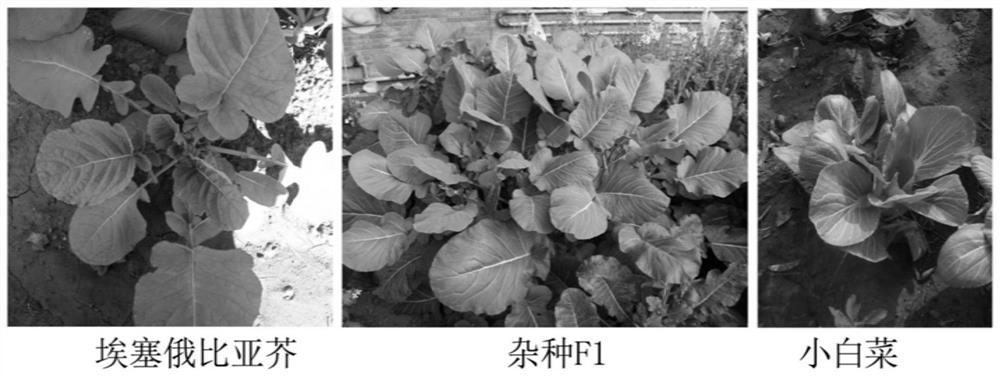 Molecular markers for identification of a03 and c03 chromosome segregation in hybrids between Chinese cabbage and Ethiopian mustard and their progeny