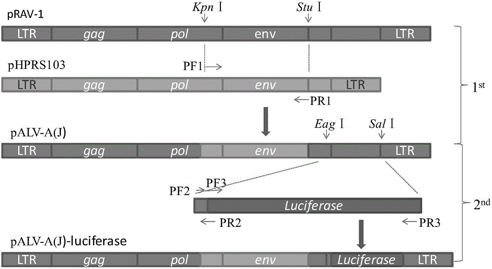 Recombinant A subgroup avian leukosis virus being able to express ALV-J envelope protein, and construction method and use of virus