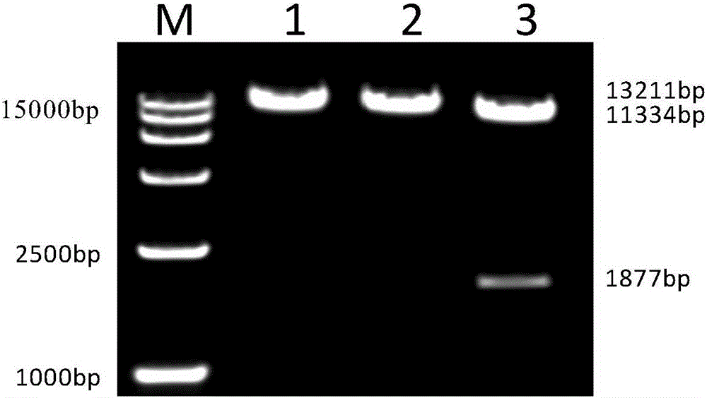 Recombinant A subgroup avian leukosis virus being able to express ALV-J envelope protein, and construction method and use of virus