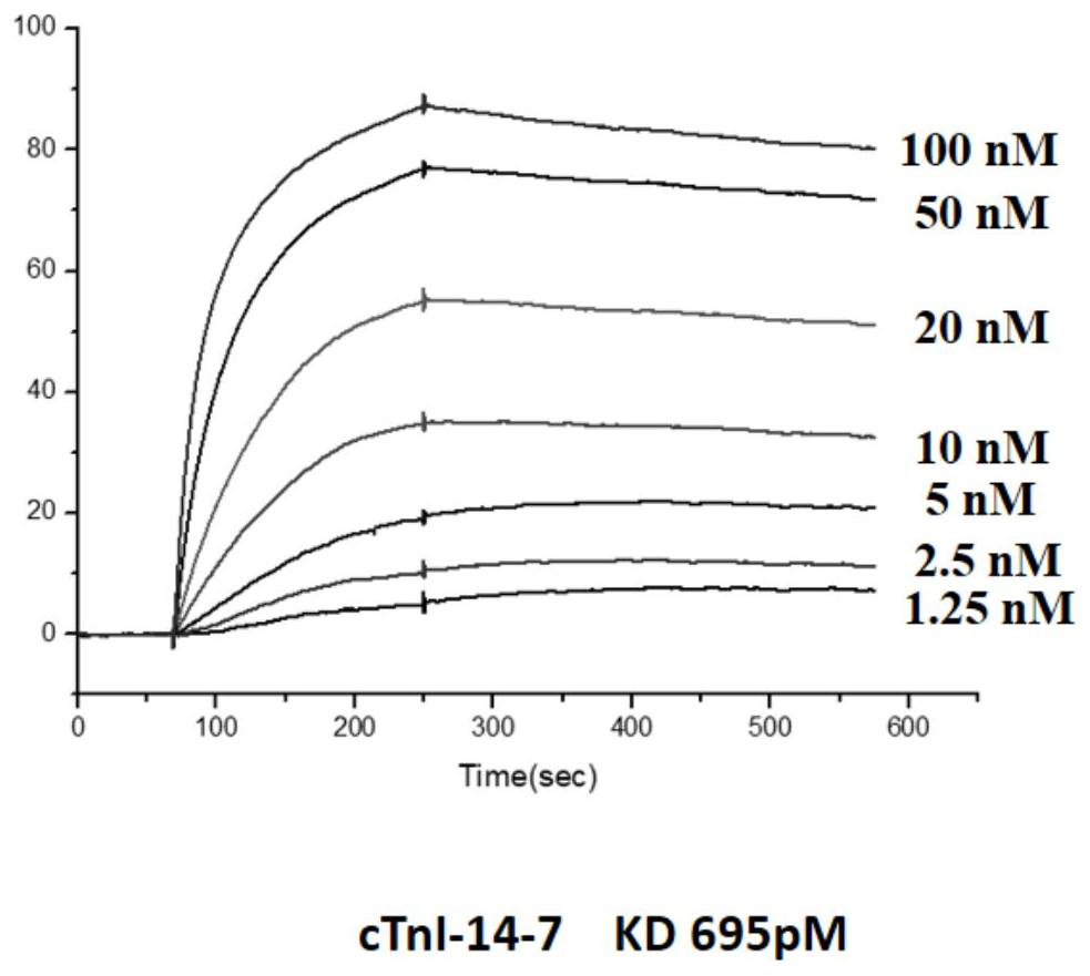 Cardiac troponin I specific nucleic acid aptamer and application thereof