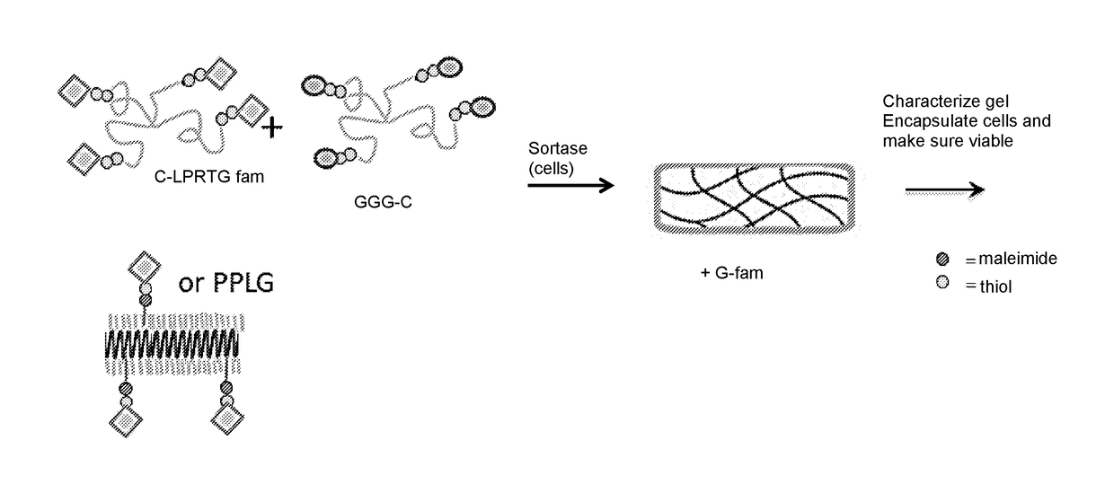 Hydrogel Comprising A Scaffold Macromer Crosslinked With A Peptide And A Recognition Motif