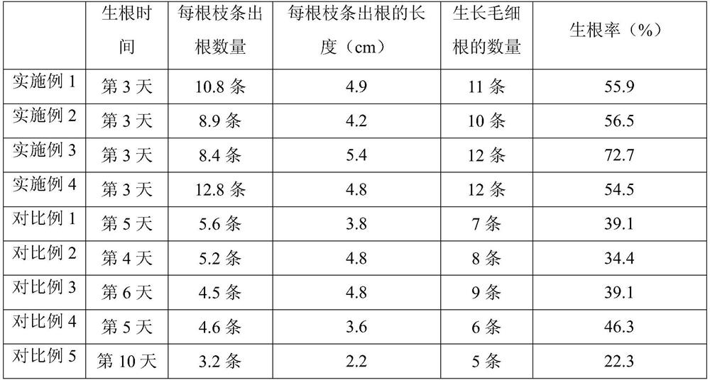 Rapid rooting method for clustered bamboo branches and application thereof