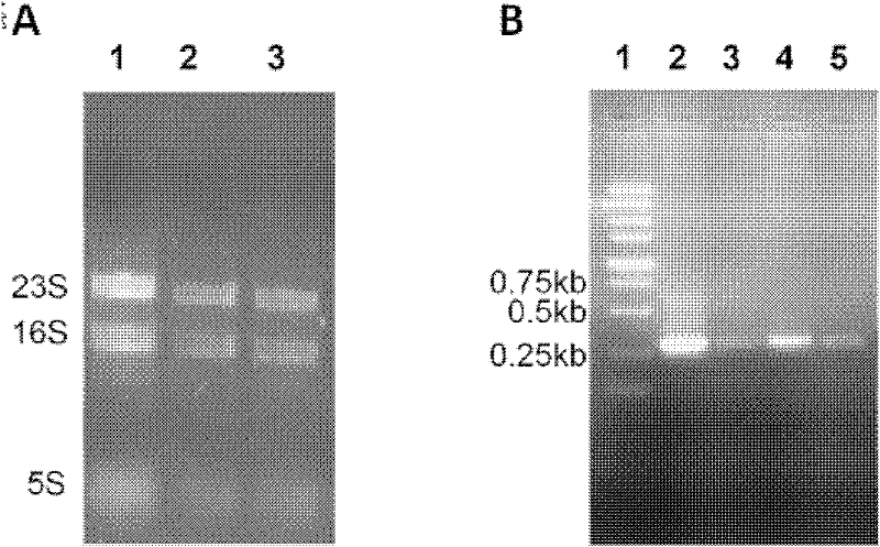 A mutant strain of Streptomyces flavum, its construction method and its use