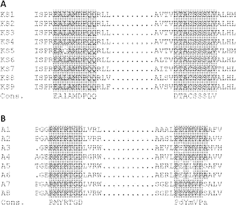 A mutant strain of Streptomyces flavum, its construction method and its use