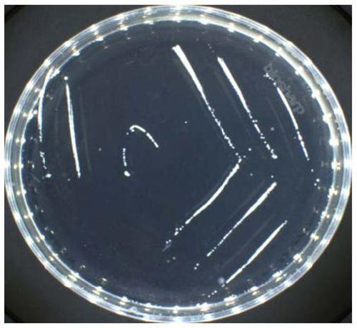 Lactobacillus plantarum for generating acid inulase and application of lactobacillus plantarum for generating acid inulase