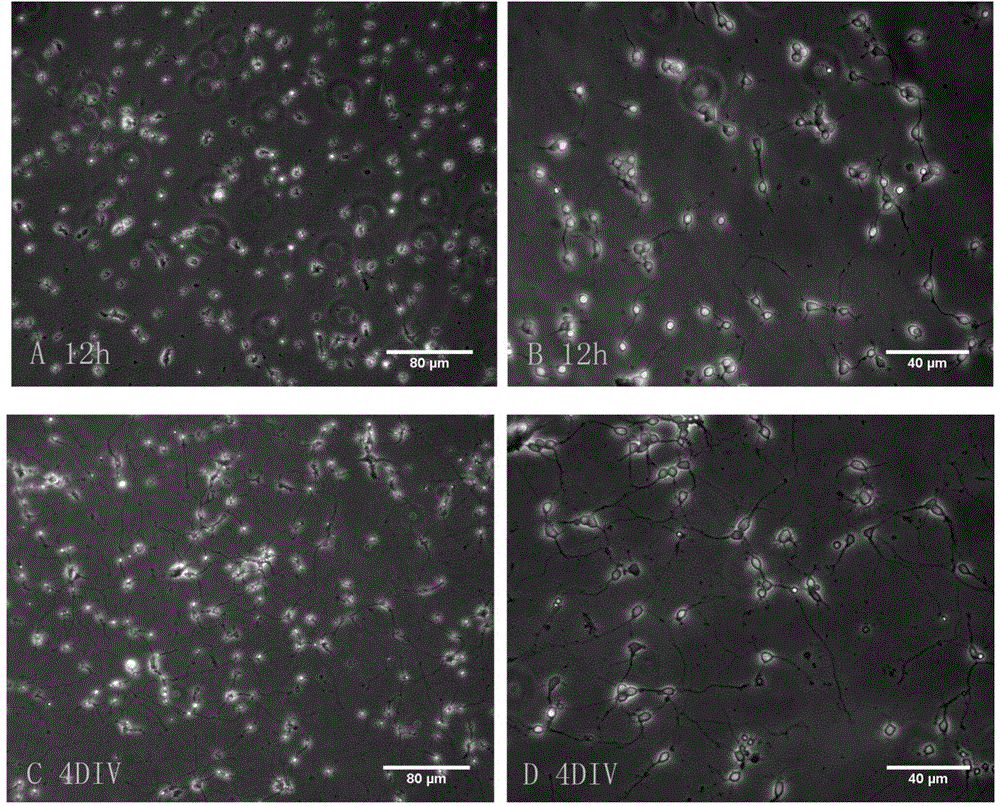 In-vitro culture method of visual cortex neuron