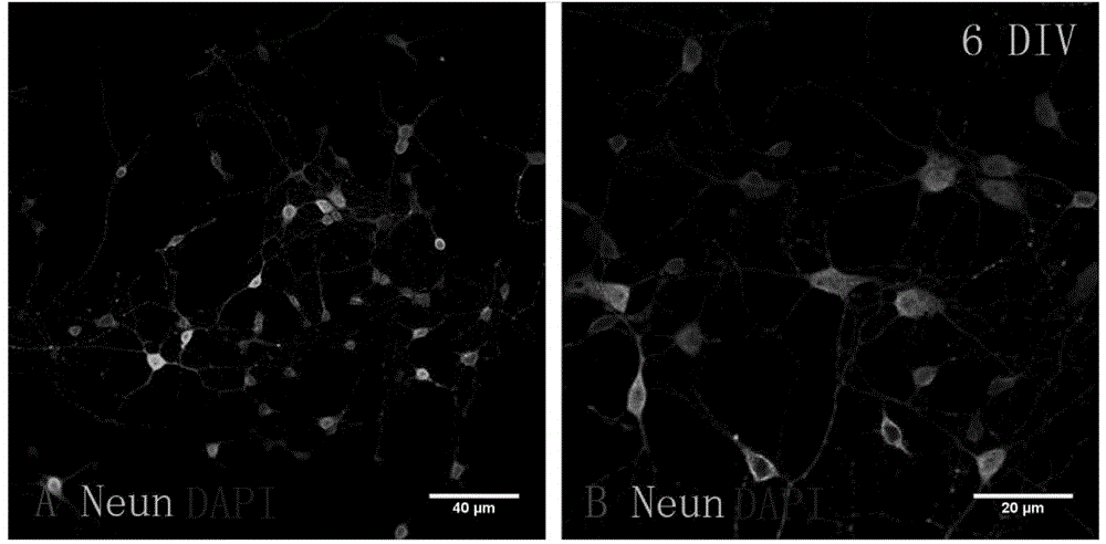 In-vitro culture method of visual cortex neuron